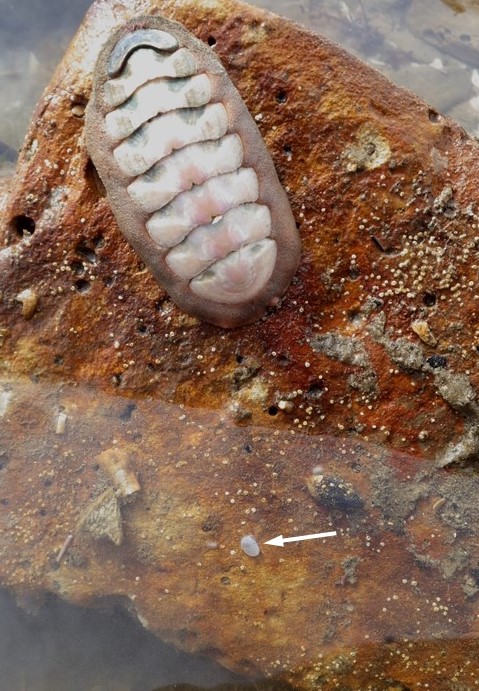 Clam and chiton
